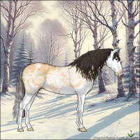 Horse Color:Buckskin Ice Dun Splash Rabicano 