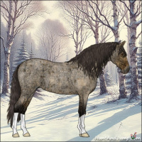 Horse Color:Buckskin Ice Roan Dun 
