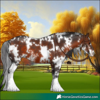 Horse Color:White Spotted Brown Sabino 
