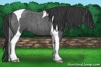 Horse Color:Blue Roan Tobiano