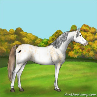 Horse Color:White Spotted Buckskin Dun Rabicano  and White Spotted Buckskin Dun Blanket Rabicano 