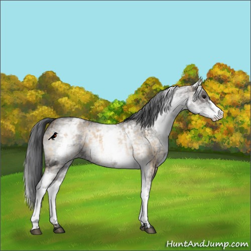 Horse Color:White Spotted Bay Dun Rabicano and White Spotted Grullo Rabicano