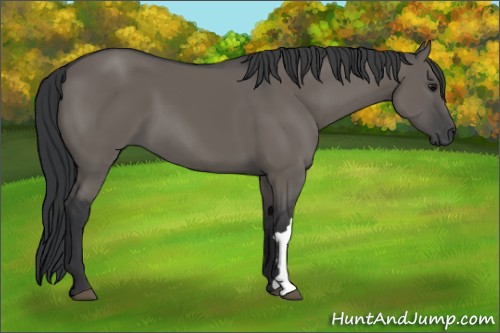 Horse Color:Grullo 