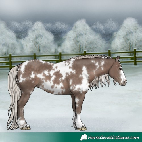 Horse Color:White Spotted Silver Black 