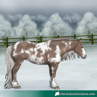 Horse Color:White Spotted Silver Black 