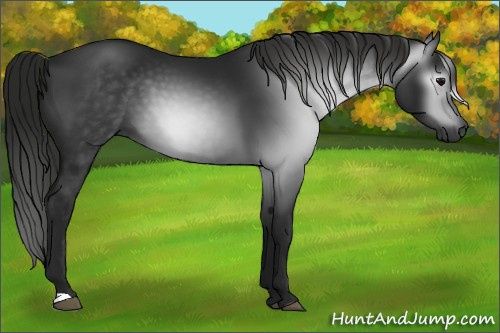 Horse Color:Gray Black 