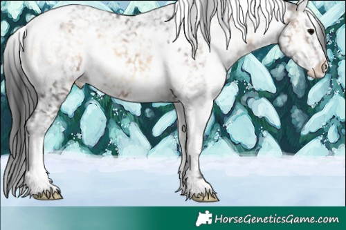 Horse Color:White Spotted Brown Ice Onyx Appaloosa 