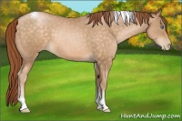 Horse Color:Buckskin Pearl Tobiano