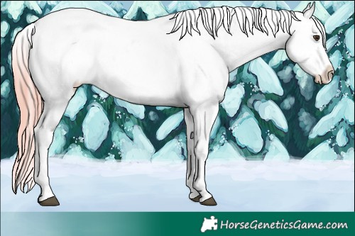 Horse Color:Red Dun Splash Appaloosa 