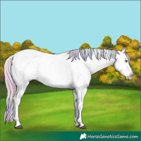 Horse Color:Nacre Palomino Dun Snowcap 