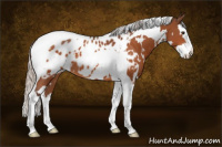 Horse Color:White Spotted Silver Bay Splash Tobiano Appaloosa 