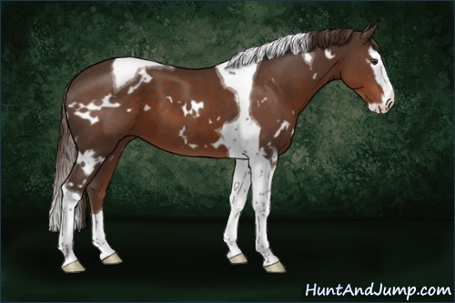 Horse Color:White Spotted Liver Chestnut Splash Tobiano