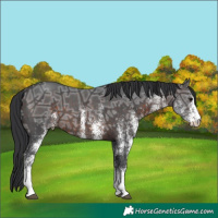 Horse Color:White Spotted Brown Ice 