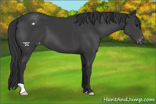 Horse Color:Black Appaloosa 