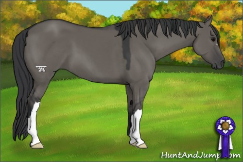 Horse Color:Grullo