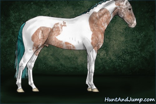 Horse Color:Painted Bay Ice Tobiano Appaloosa Rabicano 