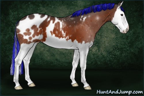 Horse Color:Painted Bay Splash Appaloosa 