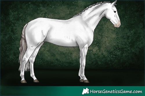 Horse Color:Bay Tobiano Appaloosa 
