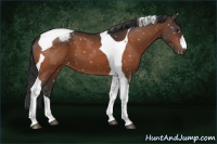 Horse Color:Bay Tobiano Appaloosa 