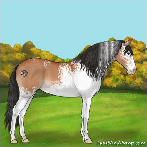 Horse Color:White Spotted Bay 