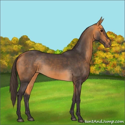 Horse Color:Buckskin 
