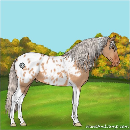 Horse Color:Silver Bay Dun Tobiano Appaloosa 