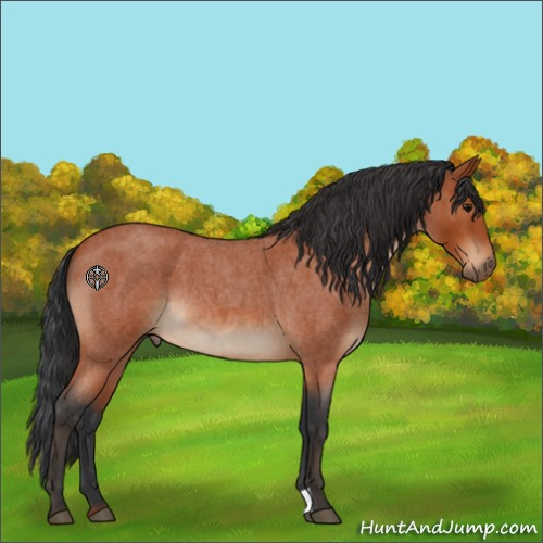 Horse Color:Bay Roan 