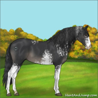 Horse Color:White Spotted Black 