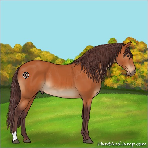 Horse Color:Chocolate Bay 