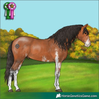 Horse Color:White Spotted Bay 