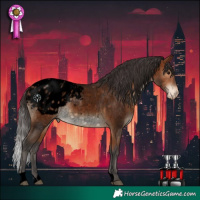 Horse Color:Void Bay Roan Appaloosa 