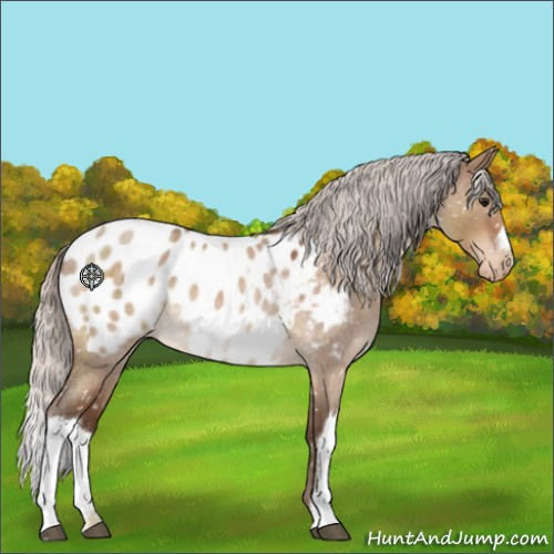 Horse Color:Silver Bay Roan Dun Appaloosa 