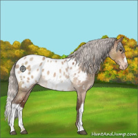 Horse Color:Silver Bay Roan Dun Appaloosa 
