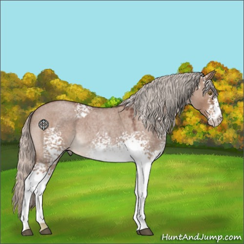 Horse Color:White Spotted Silver Bay Roan Dun 
