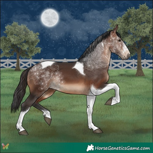 Horse Color:Brown Tobiano 