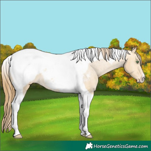 Horse Color:Amber Cream Champagne Tobiano Snowcap 