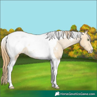 Horse Color:Amber Cream Champagne Tobiano Snowcap
