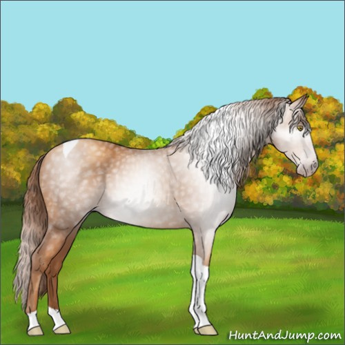 Horse Color:Gray Gold Champagne Tobiano 