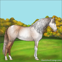 Horse Color:Gray Gold Champagne Tobiano