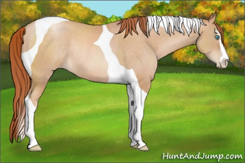 Horse Color:Buckskin Pearl Sabino Tobiano Rabicano 