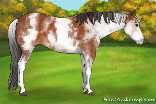 Horse Color:White Spotted Buckskin Sabino 