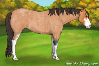 Horse Color:Buckskin Roan Sabino 