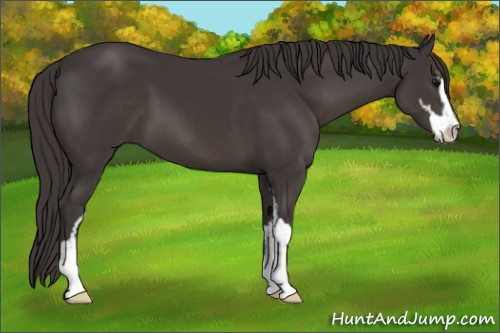 Horse Color:Smoky Black Sabino 