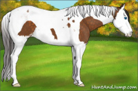 Horse Color:Buckskin Sabino Splash Tobiano 