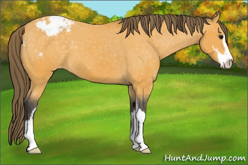 Horse Color:Buckskin Sabino Varnish