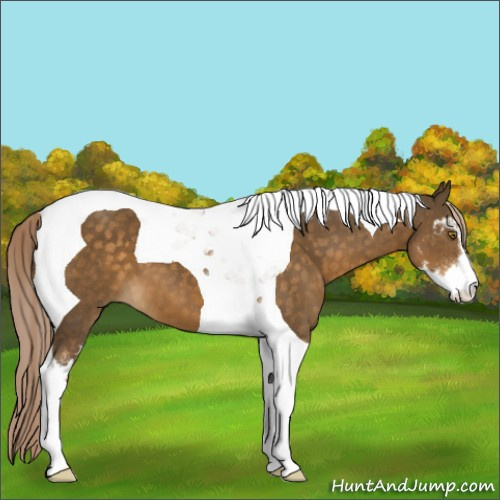 Horse Color:Chocolate Palomino Sabino Tobiano 