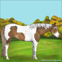 Horse Color:Chocolate Palomino Sabino Tobiano 