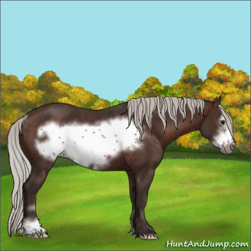 Horse Color:Silver Bay Sabino Frame Rabicano 