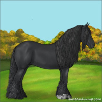 Horse Color:Black  and Black 