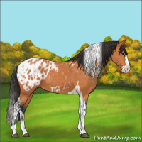 Horse Color:Bay Splash Tobiano Blanket  and Bay Splash Tobiano Blanket 